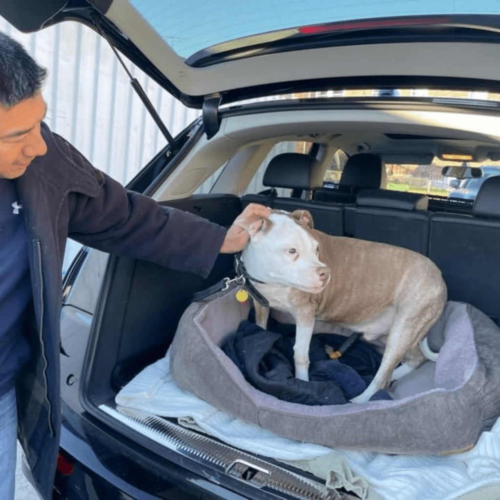 a man standing next to a dog in the back of a car