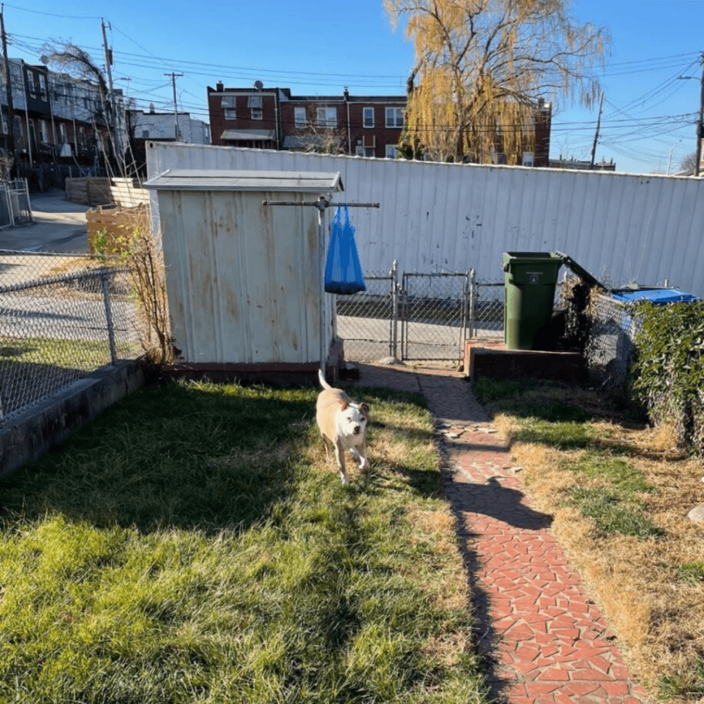 a dog is walking in the grass near a fence